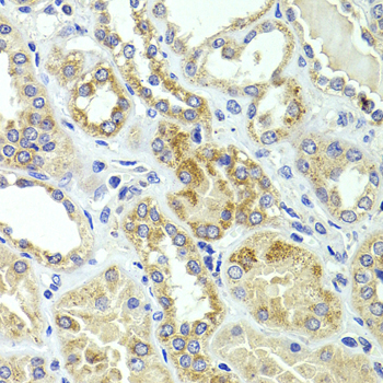 HMGCL Rabbit Polyclonal Antibody - Image 4