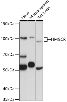 HMGCR Rabbit Polyclonal Antibody
