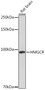 HMGCR Rabbit Polyclonal Antibody