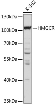 HMGCR Rabbit Polyclonal Antibody