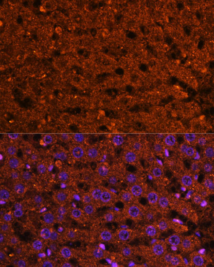 HMGCS2 Rabbit Polyclonal Antibody - Image 4