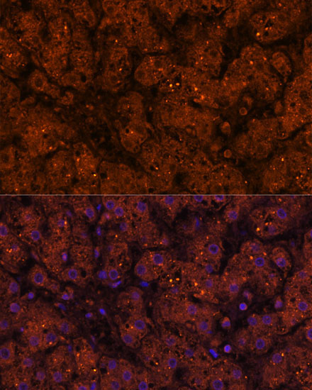 HMGCS2 Rabbit Polyclonal Antibody - Image 5