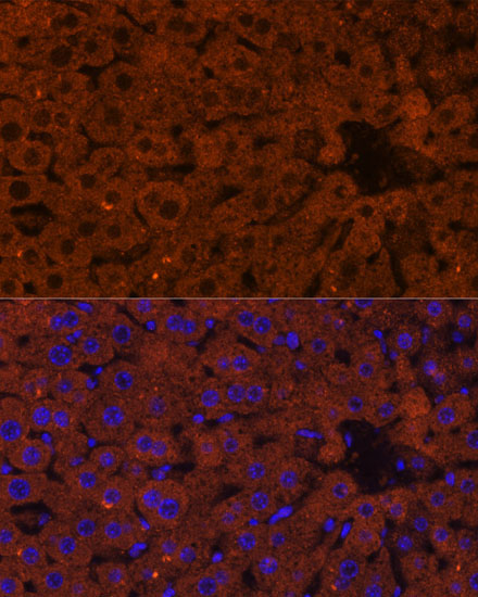 HMGCS2 Rabbit Polyclonal Antibody - Image 6