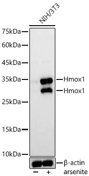 Hmox1 Rabbit Polyclonal Antibody
