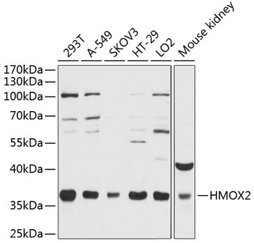 HMOX2 Rabbit Polyclonal Antibody