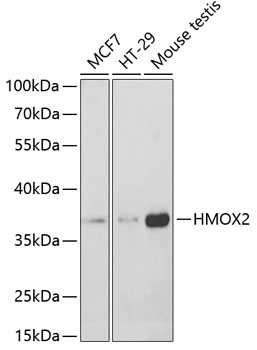 HMOX2 Rabbit Polyclonal Antibody - Image 2