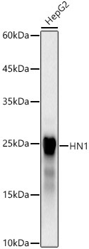 HN1 Rabbit Monoclonal Antibody