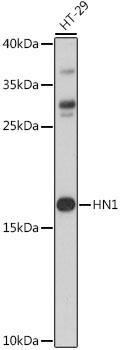 HN1 Rabbit Polyclonal Antibody