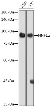 HNF1Alpha Rabbit Polyclonal Antibody