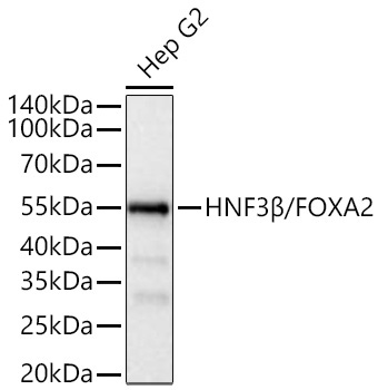 HNF3Beta/FOXA2 Rabbit Monoclonal Antibody