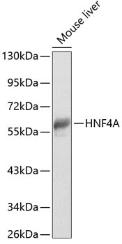 HNF4A Rabbit Polyclonal Antibody