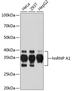 hnRNP A1 Rabbit Monoclonal Antibody