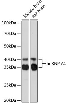 hnRNP A1 Rabbit Monoclonal Antibody - Image 2