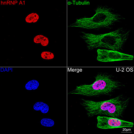hnRNP A1 Rabbit Monoclonal Antibody - Image 4