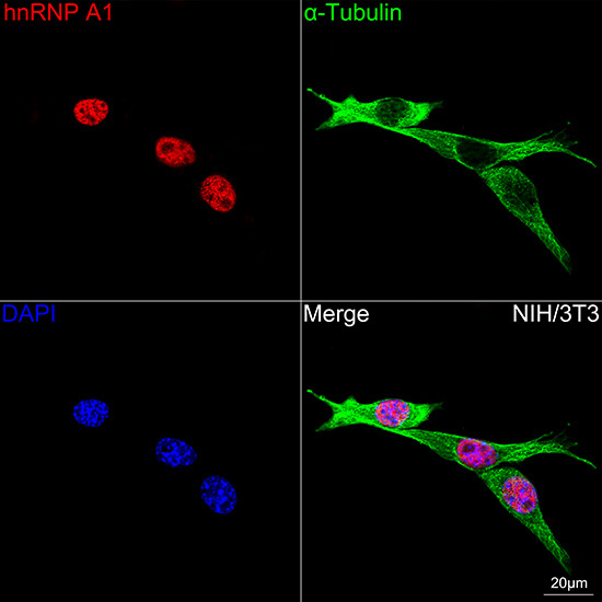 hnRNP A1 Rabbit Monoclonal Antibody - Image 5