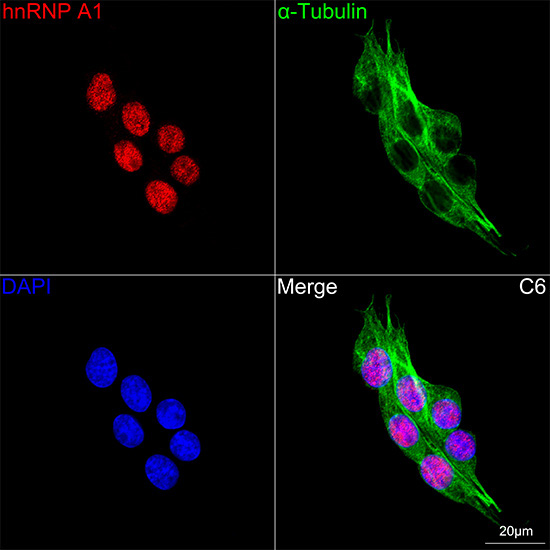 hnRNP A1 Rabbit Monoclonal Antibody - Image 6