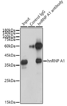 hnRNP A1 Rabbit Monoclonal Antibody - Image 7