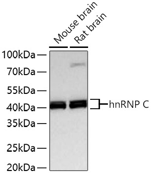 hnRNP C Rabbit Monoclonal Antibody