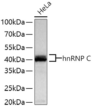 hnRNP C Rabbit Monoclonal Antibody - Image 2