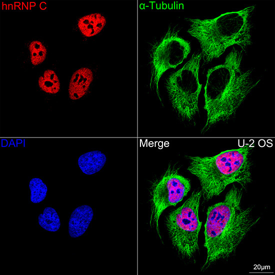 hnRNP C Rabbit Monoclonal Antibody - Image 3