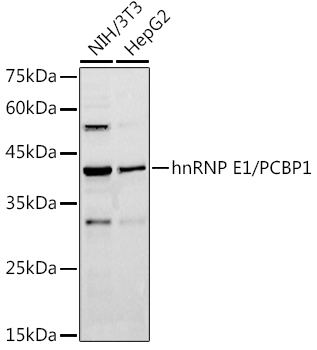 hnRNP E1/PCBP1 Rabbit Polyclonal Antibody