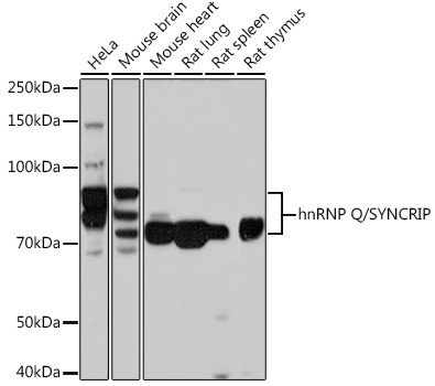 hnRNP Q/SYNCRIP Rabbit Monoclonal Antibody