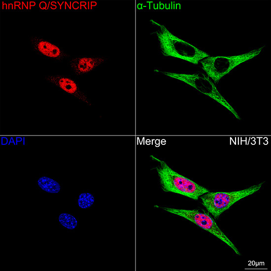 hnRNP Q/SYNCRIP Rabbit Monoclonal Antibody - Image 4