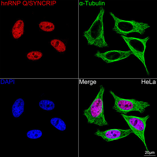 hnRNP Q/SYNCRIP Rabbit Monoclonal Antibody - Image 5