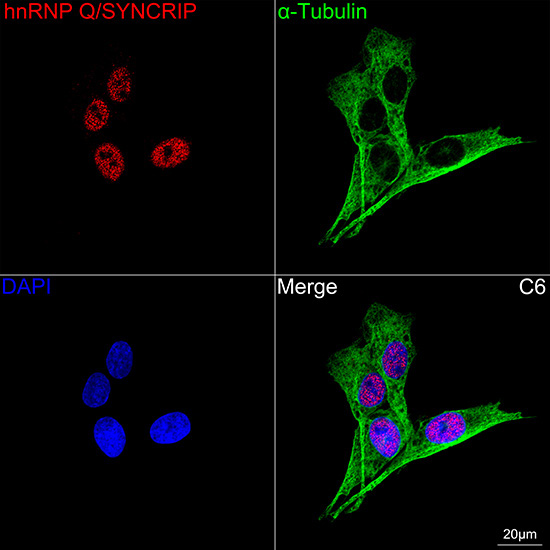 hnRNP Q/SYNCRIP Rabbit Monoclonal Antibody - Image 6