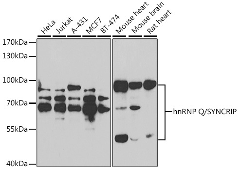 hnRNP Q/SYNCRIP Rabbit Polyclonal Antibody