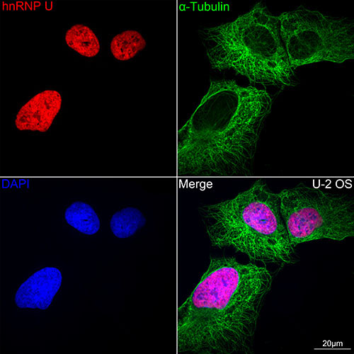 hnRNP U Rabbit Monoclonal Antibody - Image 11