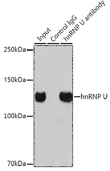 hnRNP U Rabbit Monoclonal Antibody - Image 12