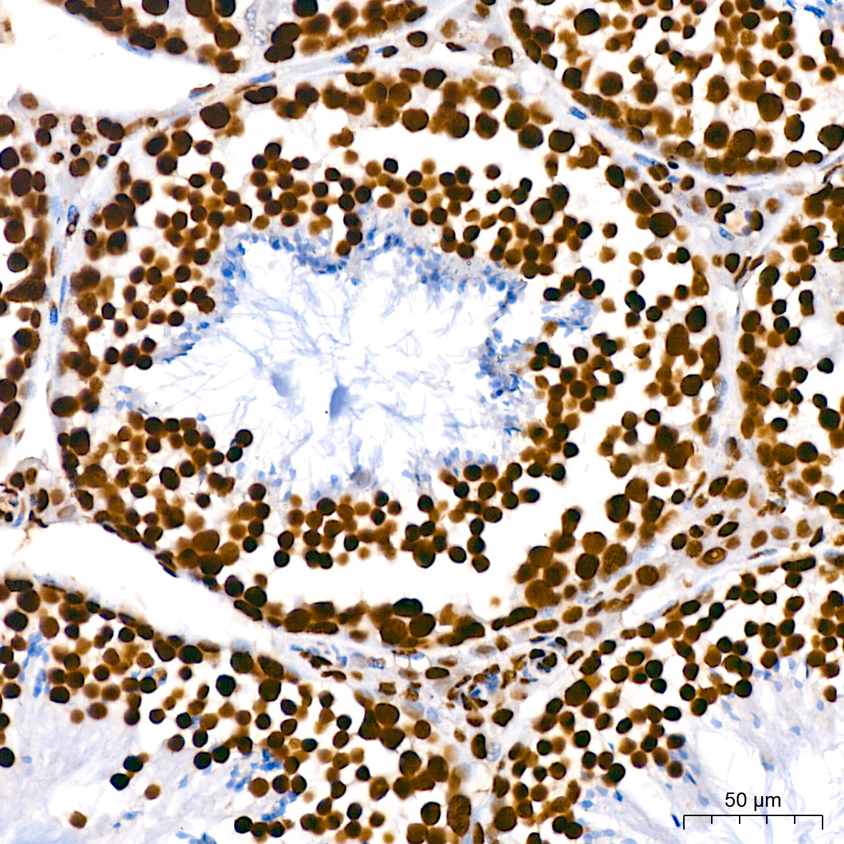hnRNP U Rabbit Monoclonal Antibody - Image 7