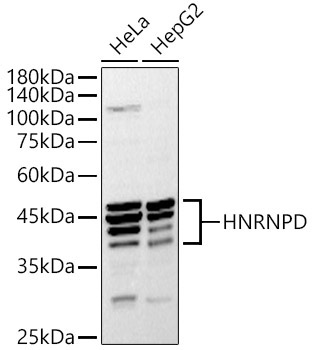HNRNPD Rabbit Polyclonal Antibody