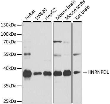 HNRNPDL Rabbit Polyclonal Antibody