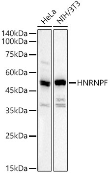 HNRNPF Rabbit Polyclonal Antibody
