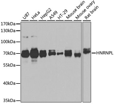 HNRNPL Rabbit Polyclonal Antibody