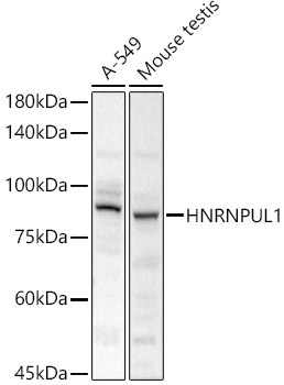 HNRNPUL1 Rabbit Polyclonal Antibody