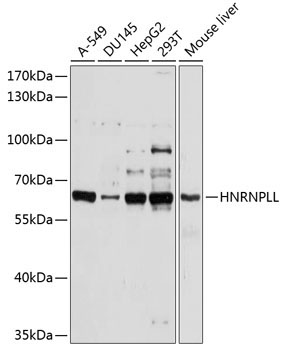 HNRPLL Rabbit Polyclonal Antibody