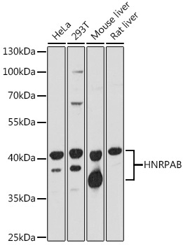 HNRPolyclonal Antibody Rabbit Polyclonal Antibody