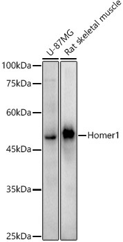 Homer1 Rabbit Monoclonal Antibody