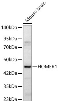 HOMER1 Rabbit Polyclonal Antibody
