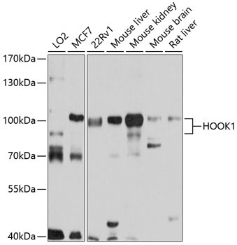 HOOK1 Rabbit Polyclonal Antibody