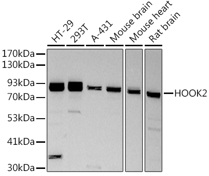 HOOK2 Rabbit Monoclonal Antibody