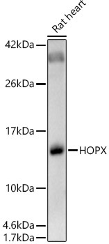 HOPX Rabbit Polyclonal Antibody