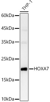 HOXA7 Rabbit Polyclonal Antibody