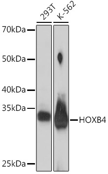 HOXB4 Rabbit Monoclonal Antibody