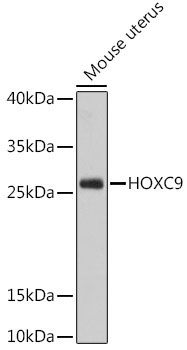HOXC9 Rabbit Polyclonal Antibody