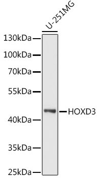 HOXD3 Rabbit Polyclonal Antibody