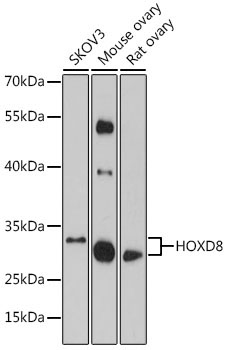 HOXD8 Rabbit Polyclonal Antibody